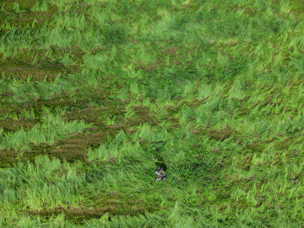 A field of fonio, a healthy and drought-resilient grain native to West Africa, on a farm in Ghana.
