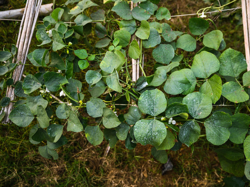 Lablab is one of the edible 
