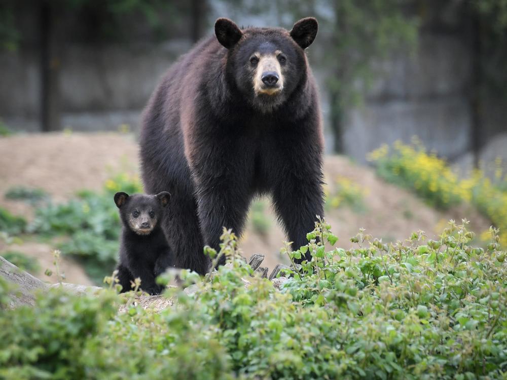 A female Baribal American black bear and her newborn cub stroll through their enclosure at the Planete Sauvage zoological park in Port-Saint-Pere, near Nantes, western France, on May 3, 2019.
