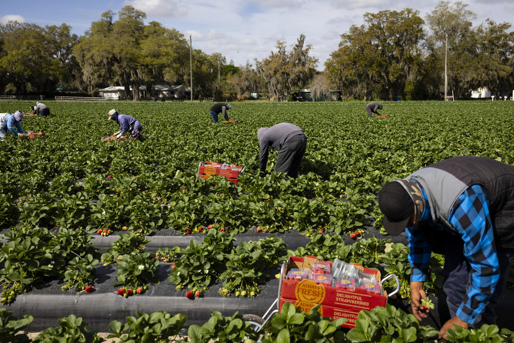 Farmworkers pick strawberries at a Sanchez Farm field in Plant City, Florida, U.S., February 28, 2024.