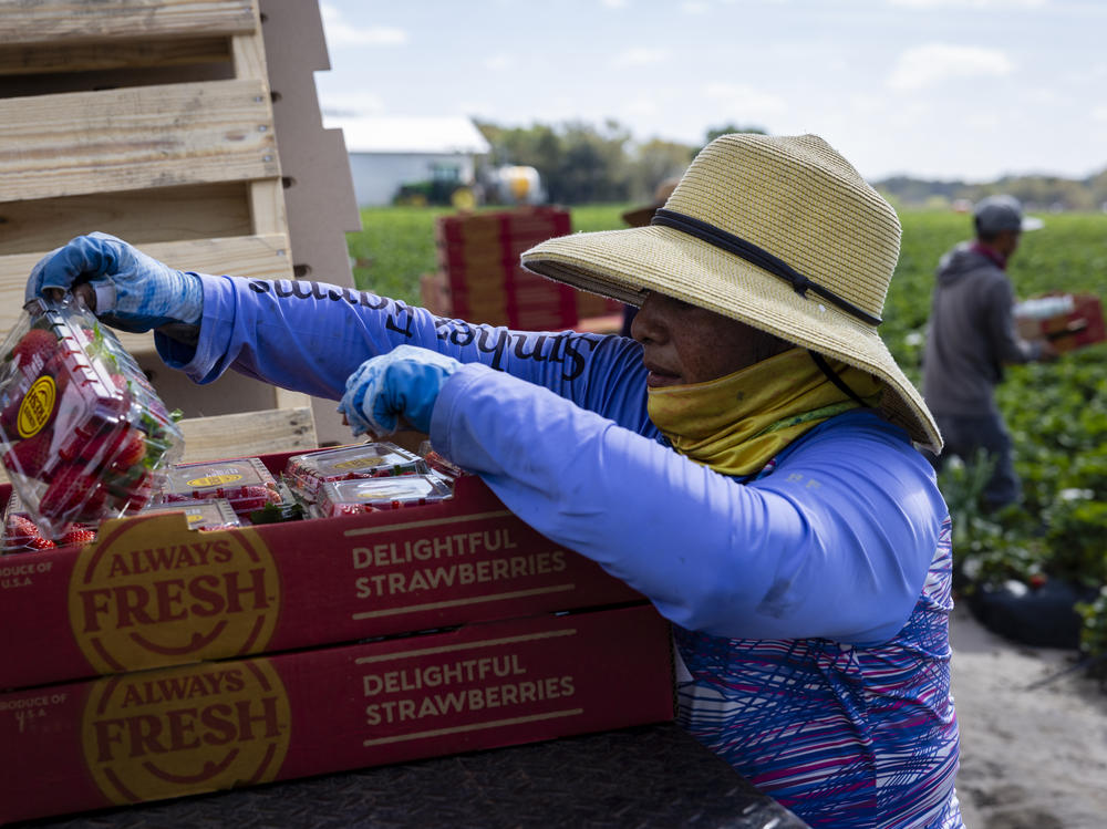 Carolina reviews the strawberry pints picked by farmworkers in a Sanchez Farm field in Plant City, Fla., on Feb. 28.