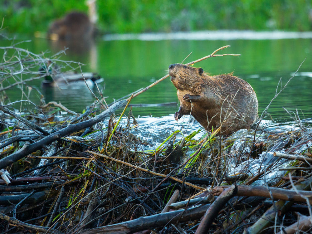 Damming waterways is what beavers do best, often to the chagrin of people who want the opposite. But those same damming skills are what make beavers important ecosystem engineers.