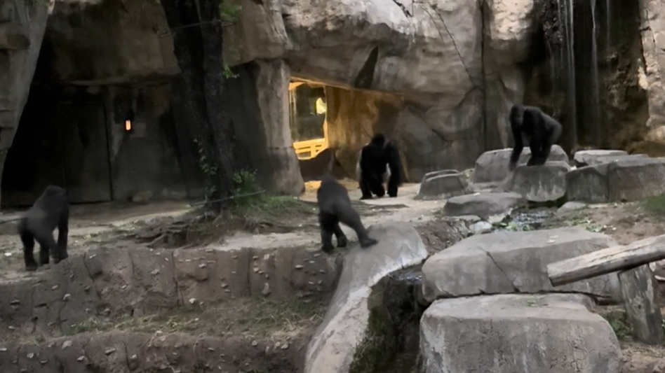 Gorillas at the Fort Worth Zoo in Texas moments before totality on April 8.
