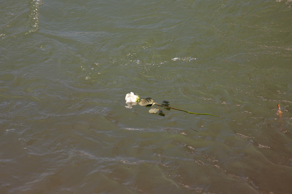 Nihad Suljić and Nenad Jovanović of Bosnia let white roses go in the Drina River to honor the 45 migrants who have drowned there en route to wealthier countries in Europe. 