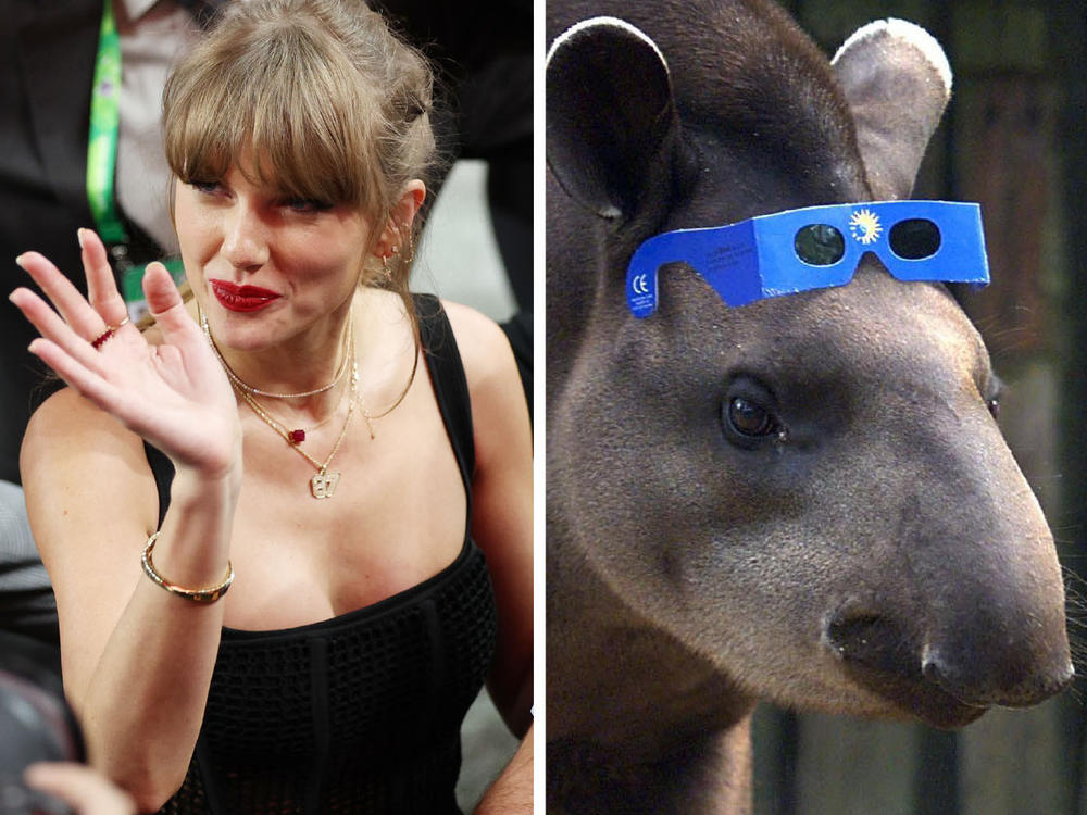 That's a tapir, if you were wondering.