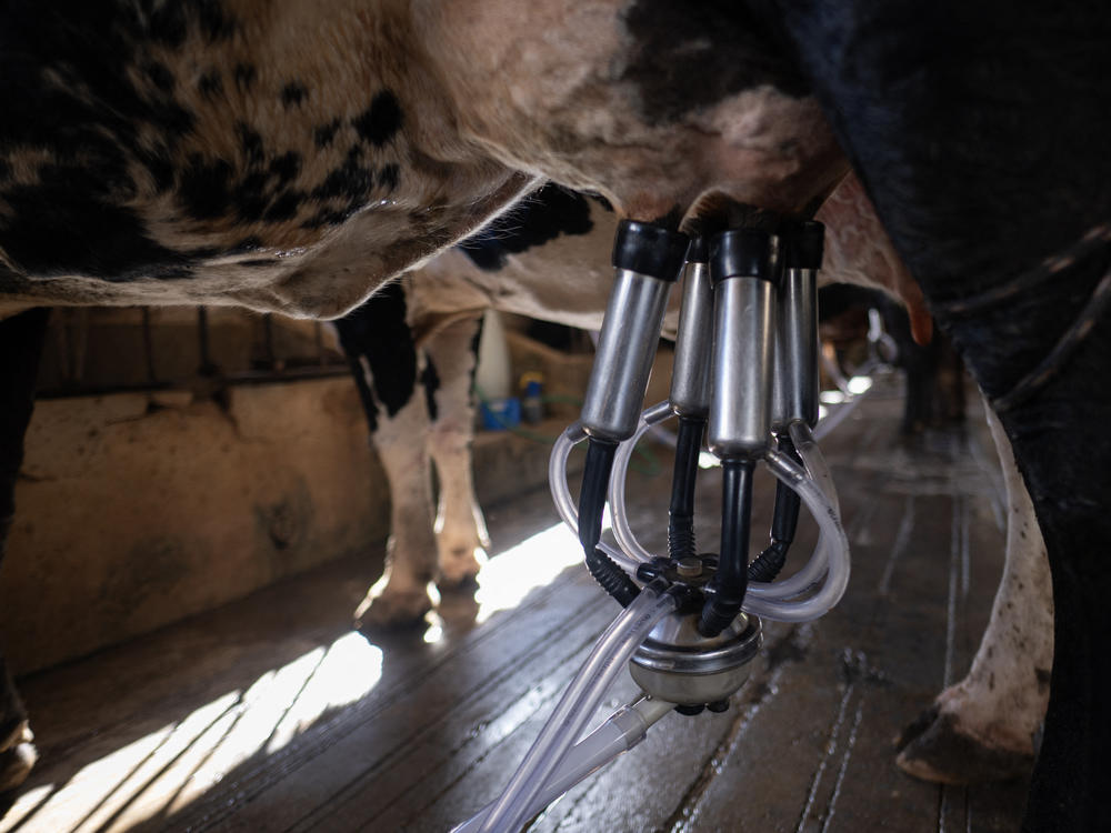 Bird flu is spreading through U.S. dairy cattle. Scientists say the risk to people is minimal, but open questions remain, including how widespread the outbreak is and how the virus is spreading.