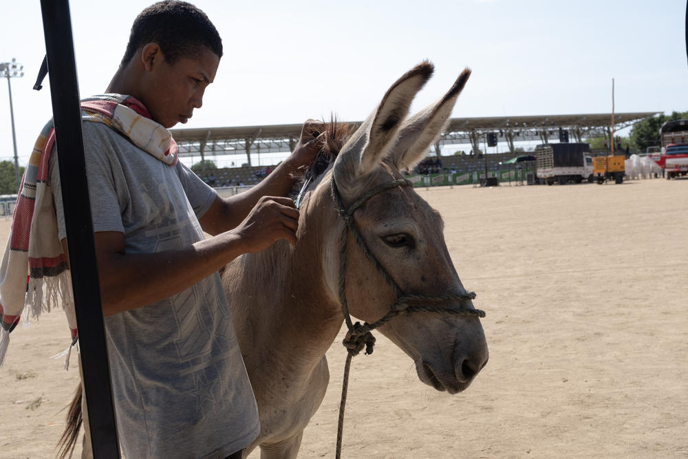 The owner of this donkey clips his animal's mane with a scissors ahead of the donkey beauty contest.