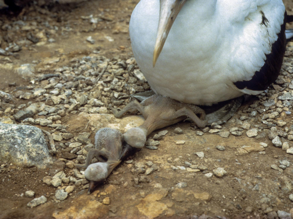 Nazca boobies lay one or two eggs. If two eggs hatch, the larger chick pushes the smaller from the nest, resulting in its death. Here, the larger sibling is 6 days old; the smaller one is 1 day old.