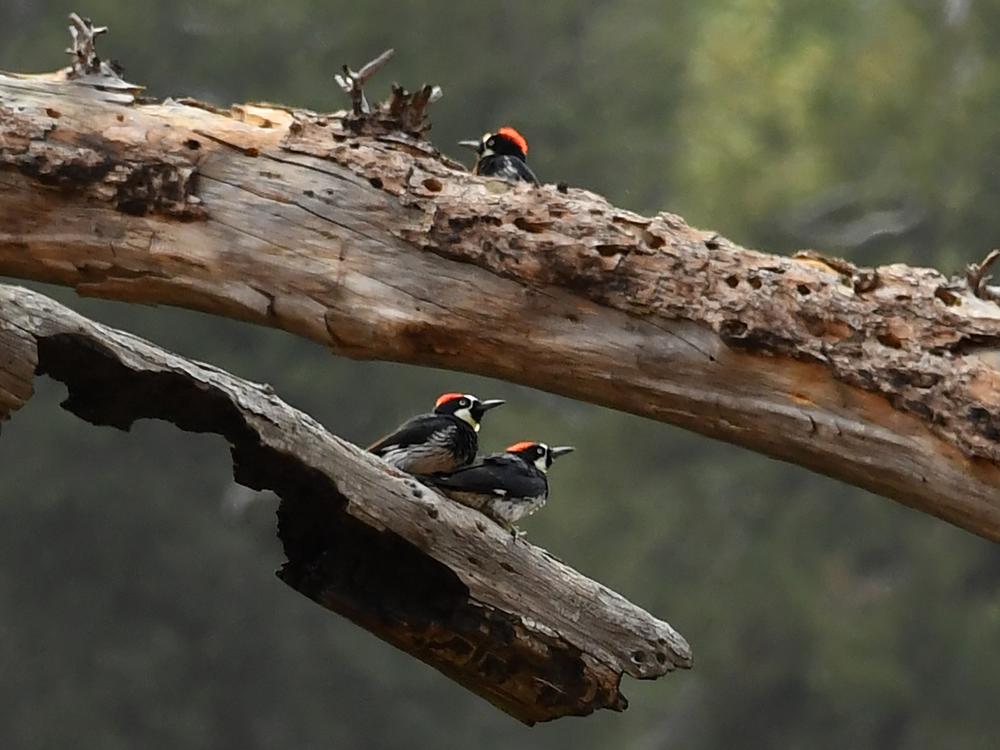 Acorn woodpeckers perch in a dead tree in the Angeles National Forest. These birds can form close, lifelong bonds with their siblings.