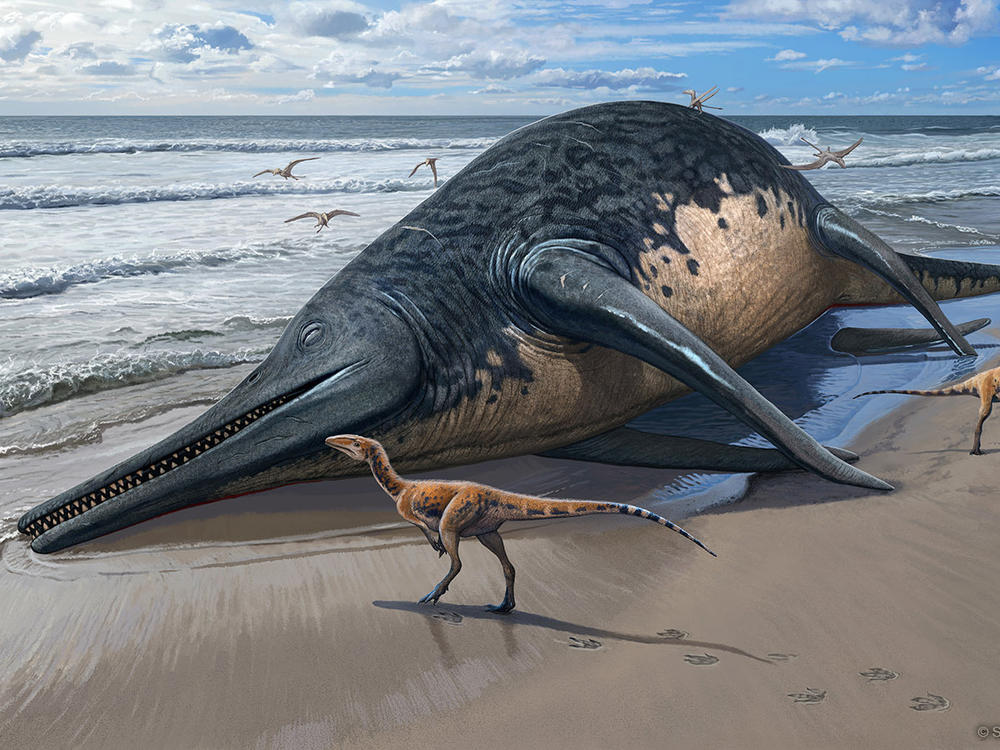 This illustration depicts a washed-up <em>Ichthyotitan severnensis </em>carcass on the beach.