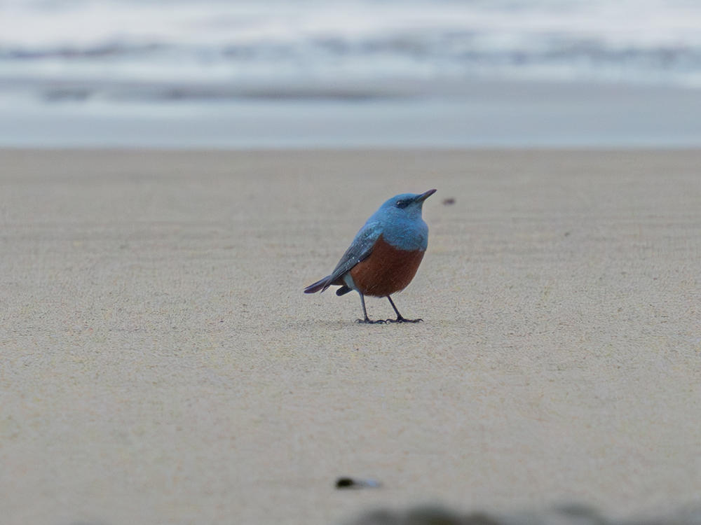 When hobbyist photographer Michael Sanchez snapped this picture of a blue rock-thrush subspecies on the coast of northern Oregon last week, he didn't know how rare the bird was until he posted it to social media.