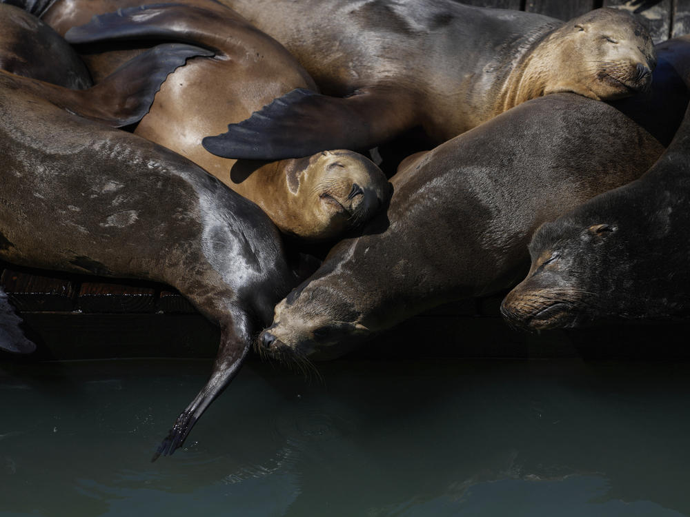 Sea lions sunbathe on a raft along Pier 39, on Thursday.