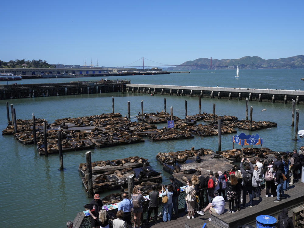 Visitors gaze at sea lions lounging from Pier 39 on Thursday, in San Francisco.