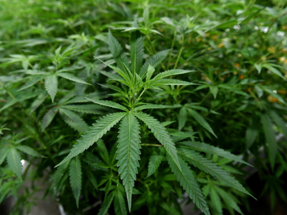 For decades, researchers in the U.S. had to use only marijuana grown at a facility located in Oxford, Mississippi. A few other approved growers have been added in recent years.