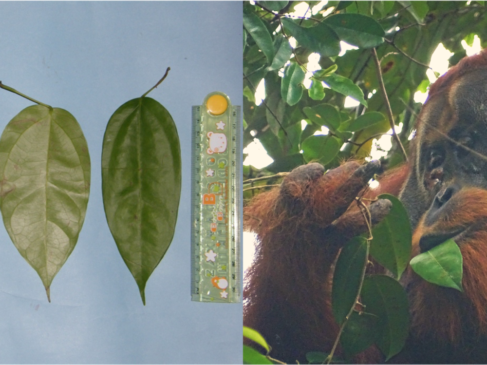 Pictures of <em>Fibraurea tinctoria</em> leaves, left. At right, Rakus is seen eating more of the leaves one day after applying a plant mesh to his wound.