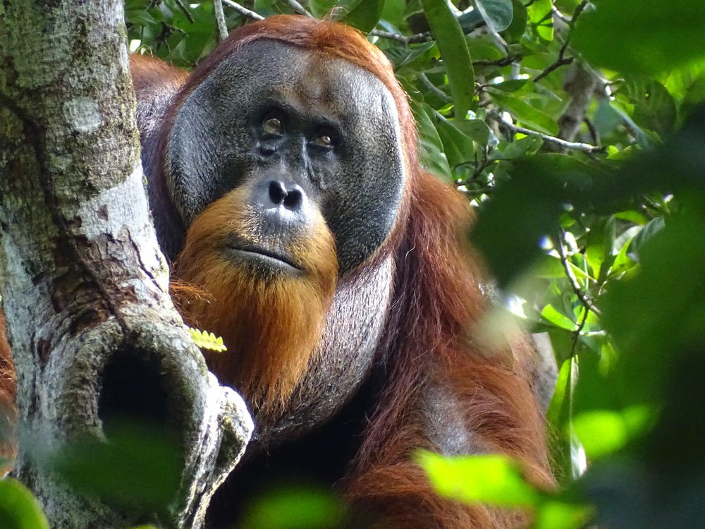 Around a month after applying medicine to his wound, Rakus has fully healed, with only a slightly noticeable scar. This photo was taken roughly two months after the injury was first spotted.
