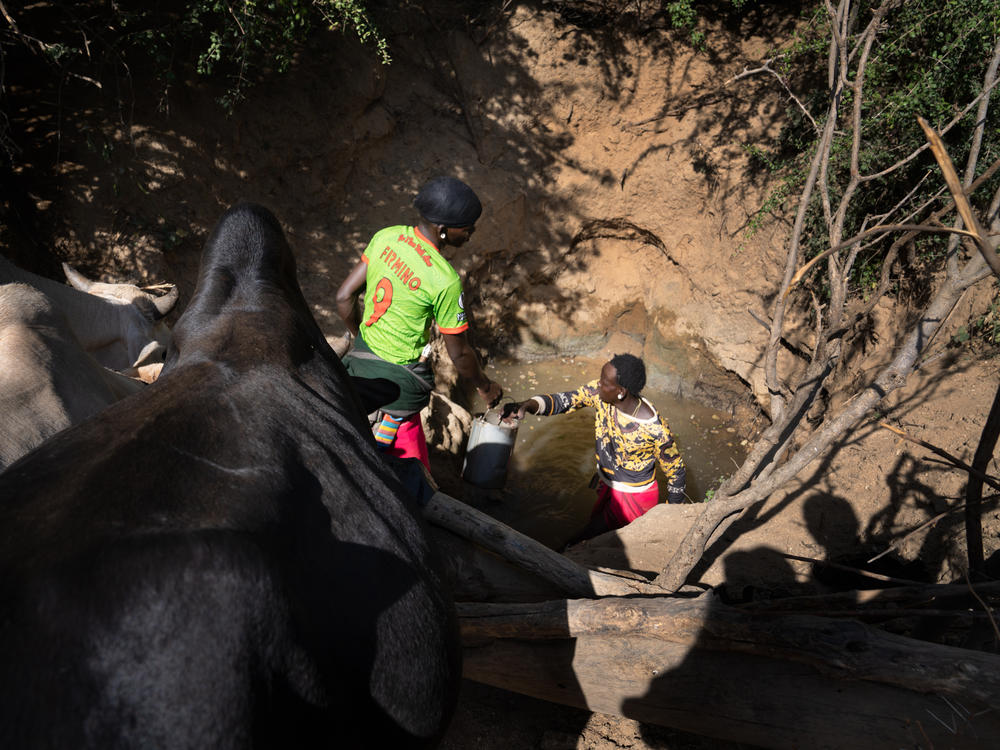 Morans pull groundwater from a pit for their waiting cows. Digging a makeshift well like this is often the only way morans can get their cattle a drink during the dry season.
