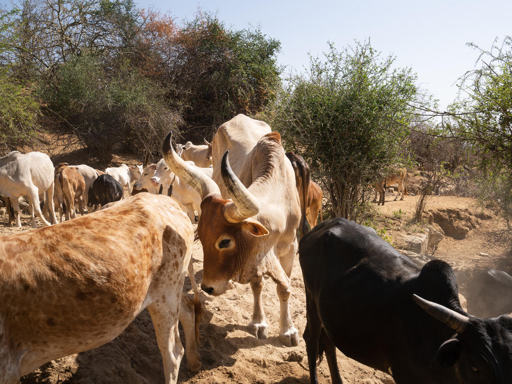 One of the herds on the mountain. Samburu have made their living keeping cattle in this region for centuries.