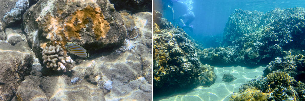 Hawaii's Department of Health recently determined that the water is safe for recreation. But scientists warn that the effects on a complex marine ecosystem like a coral reef will take years to figure out.