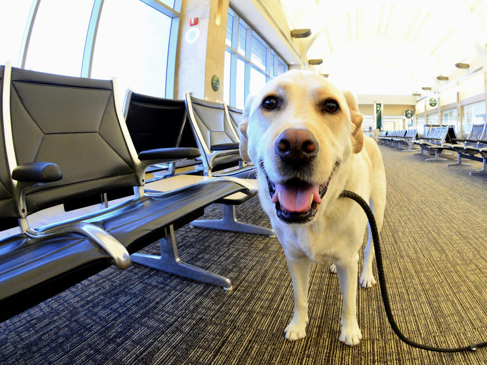 Traveling internationally with a dog — or adopting one from abroad — just got a bit more complicated. The CDC issued new rules intended to reduce the risk of importing rabies.