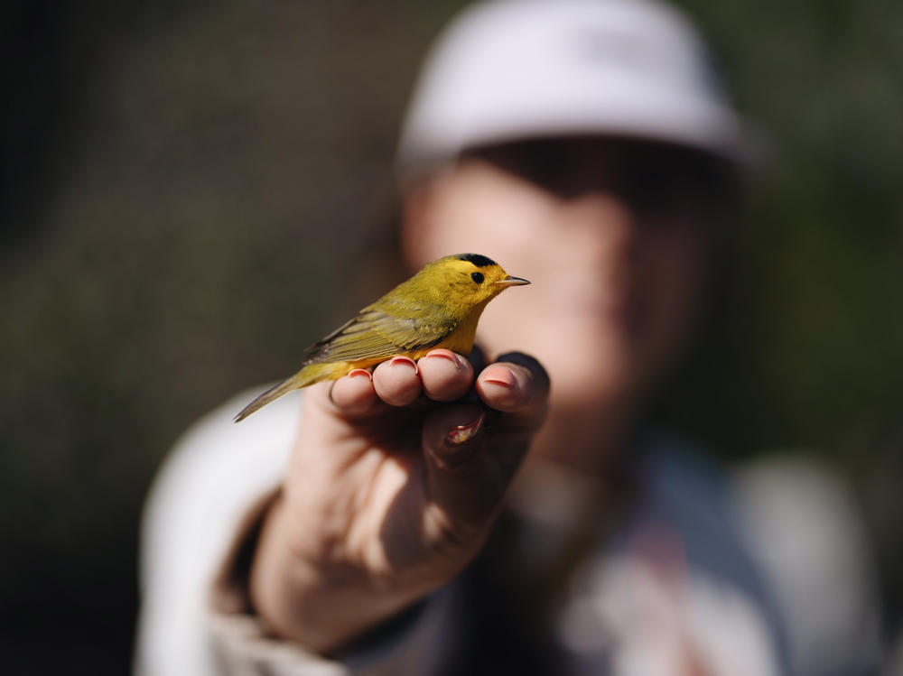 Lauren Hill, a graduate student at Cal State LA, holds a bird at the bird banding site at Bear Divide in the San Gabriel Mountains.