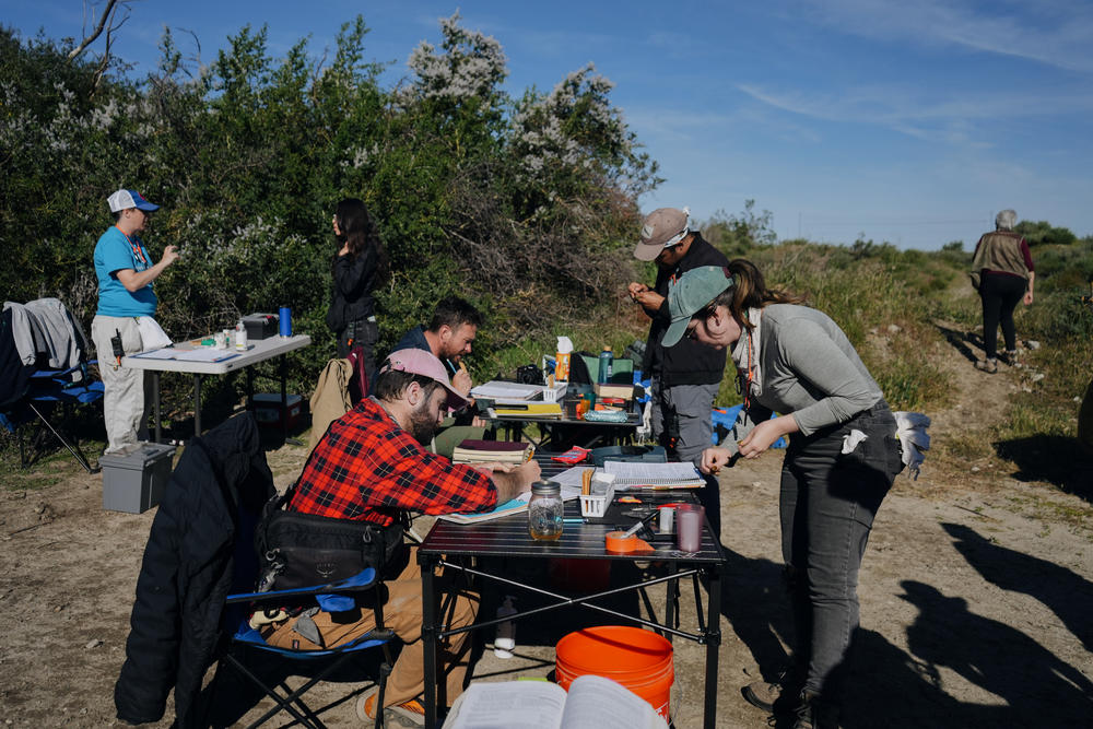 Volunteers help at the bird banding station.