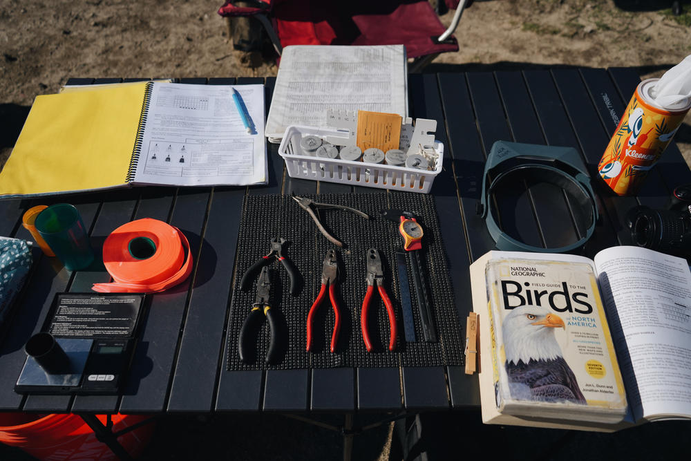 The banders have an array of tools to gently clamp bands on the birds' legs.