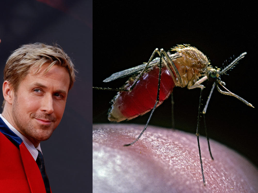 Oscar nominee Ryan Gosling has named the mosquito as the world's scariest animal. He has a point.