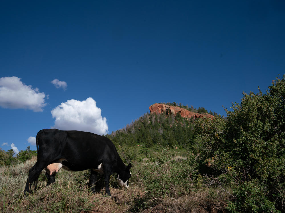 A cow grazes near one of the namesake Bears Ears at the national monument in Utah.