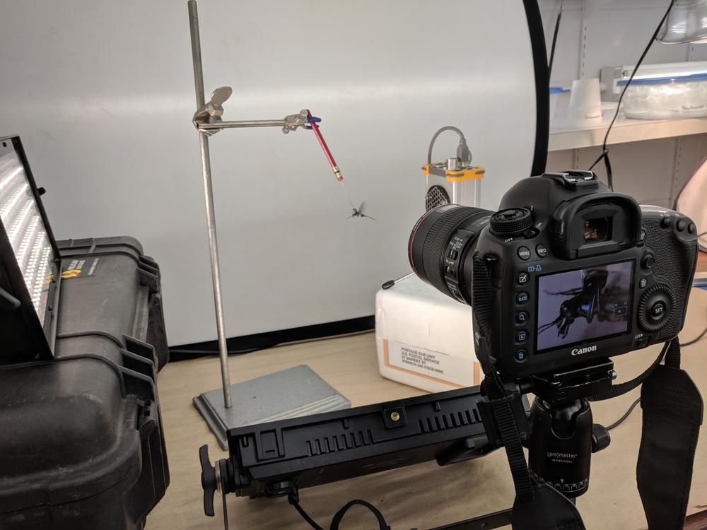 A tiger beetle flies while tethered in the lab at The University of Florida.