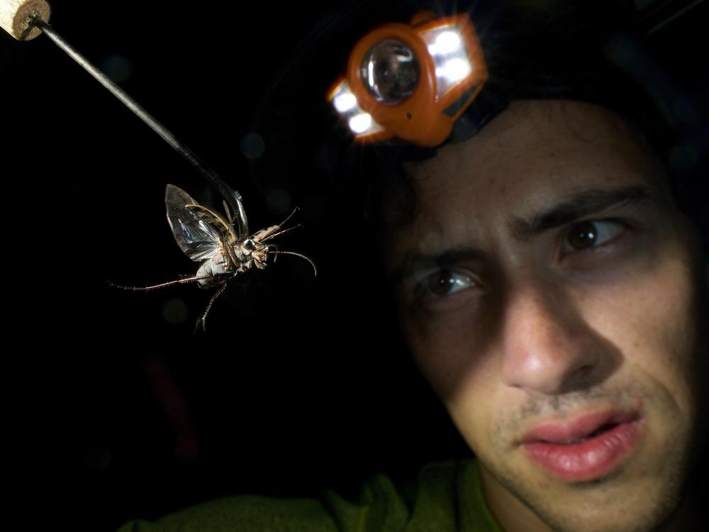 Harlan Gough holds a recently collected tiger beetle on a tether.