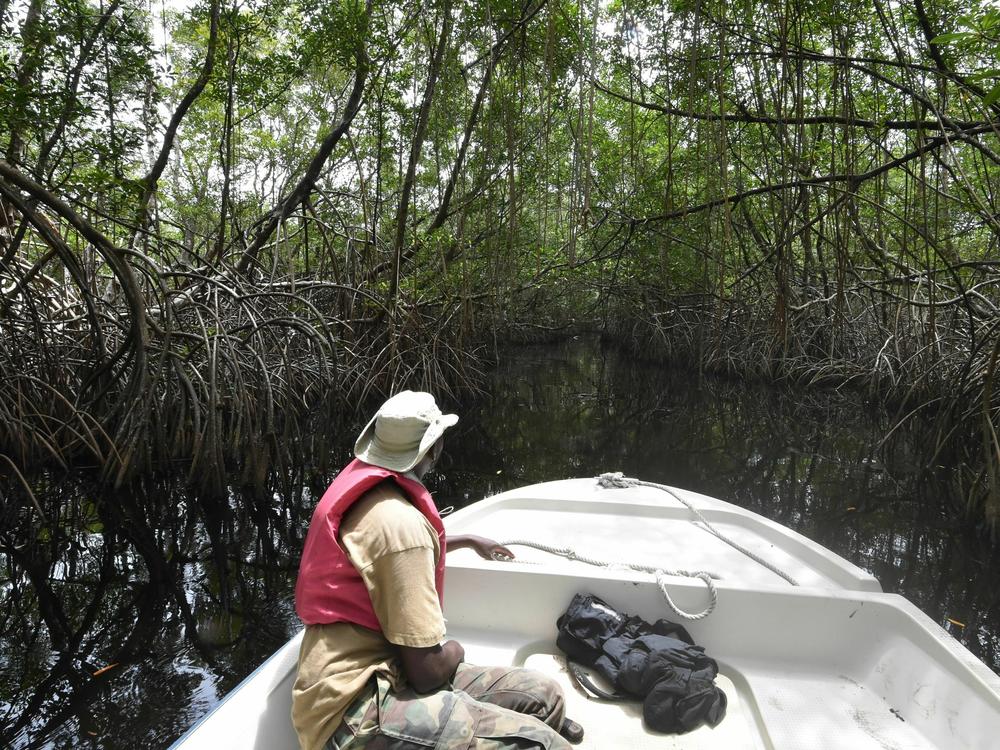Mangroves are unique ecosystems protecting humans and wildlife. Sea level rise and more severe storms from climate change threaten them, according to a new global assessment.