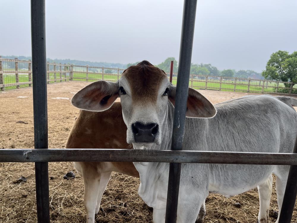 Cows graze at a dairy farm in La Grange, Texas, that sells raw milk to the public.<br>