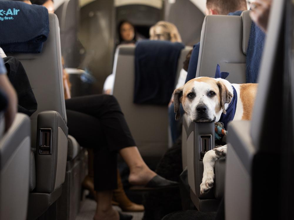 The airline doesn't have dog size or breed restrictions but only allows humans over age 18 (or 126 in dog years). 