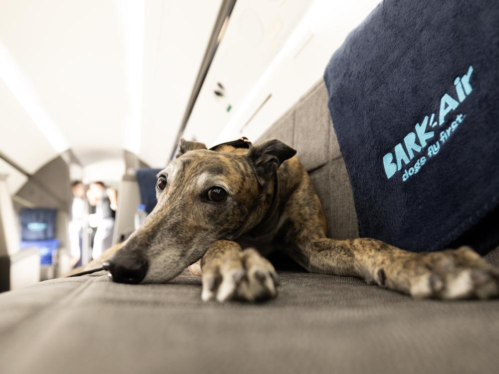 BARK Air officially launched this week, completing its first flight from New York to Los Angeles on Thursday. It also flies to London and aims to add more routes in the coming months. 