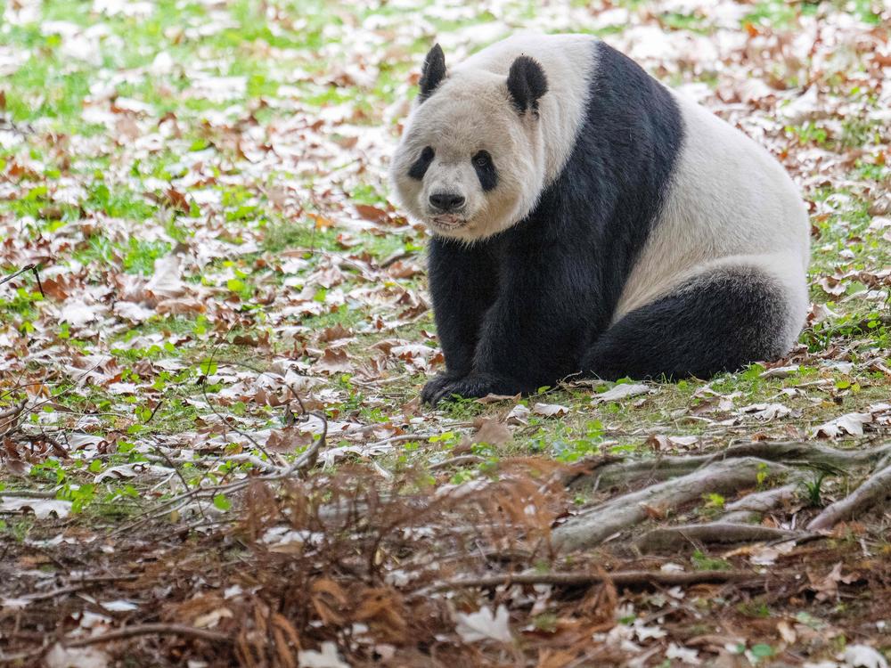 Giant Panda Tian Tian rests in its enclosure at the Smithsonian's National Zoo in Washington, D.C., on Nov. 7, 2023, on the final day of viewing before returning to China. All three of the zoo's pandas left for China, bringing at least a temporary end to a decades-old connection between the cuddly animal and the U.S. capital. 