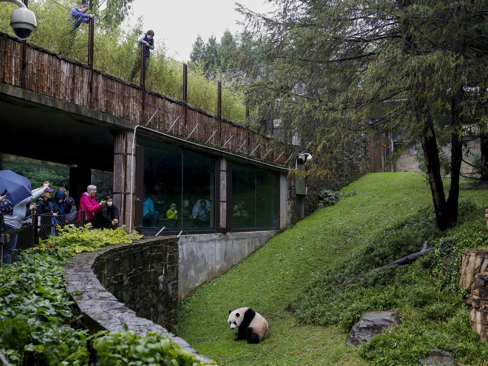 Male giant panda Xiao Qi Ji walks around his enclosure at the Smithsonian National Zoo on Sept. 23, 2023 in Washington, D.C. 