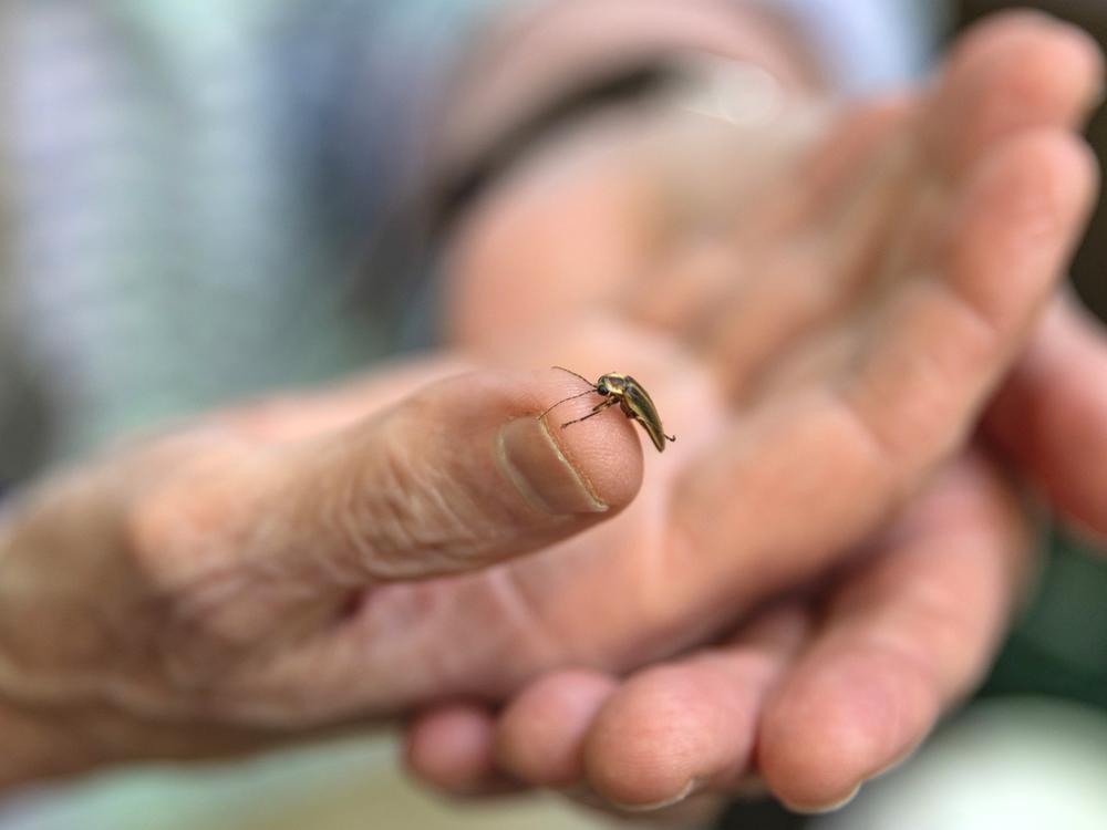 Firefly researcher Lynn Frierson Faust, of Knoxville, Tenn., holds a male firefly at Congaree National Park. Fireflies are sensitive to human impact on their habitat.