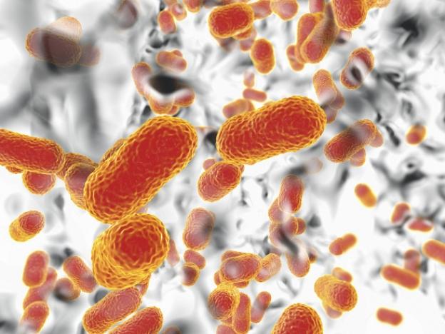 A computer illustration of the multi-drug resistant Acinetobacter baumannii bacteria — one of the pathogens that has gained power as a result of overuse of antibiotics during the pandemic.