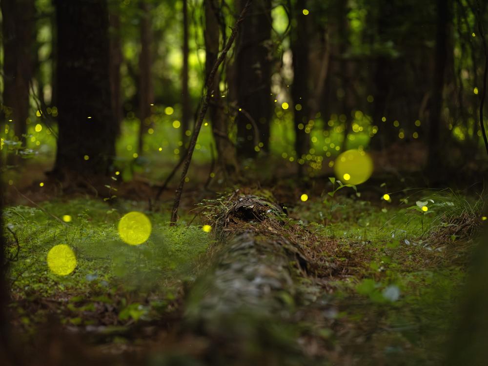 Synchronous fireflies, known as Photuris frontalis, blink in the woods near the Congaree River on Wednesday, May 15, 2024, in Columbia, S.C. Congaree National Park holds an annual event for visitors to view the fireflies, which blink for a few weeks every May and June.   