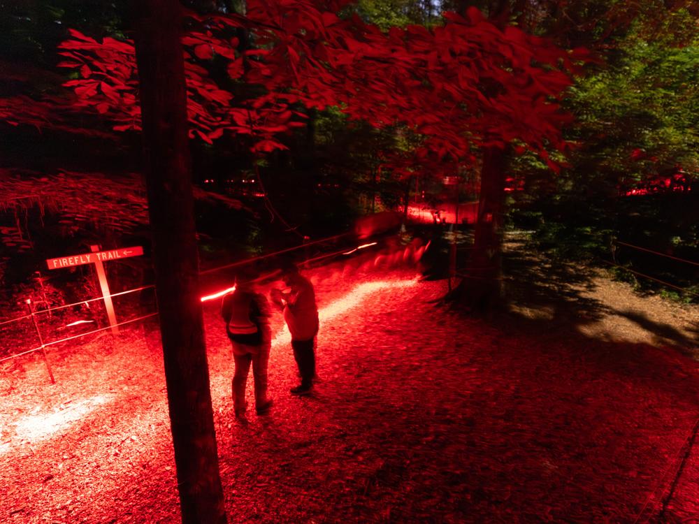 Visitors, carrying red flashlights, look for fireflies at Congaree National Park on Thursday, May 16, 2024, in Hopkins, S.C.  The red lights are less disturbing to the insects than regular white lights.