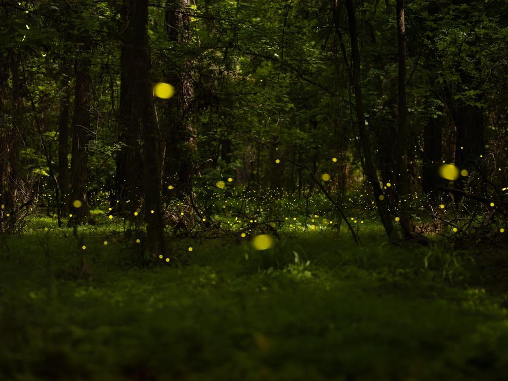 Synchronous fireflies, known as Photuris frontalis, blink in the woods near the Congaree River on Wednesday, May 15, 2024, in Columbia, S.C. Congaree National Park holds an annual event for visitors to view the fireflies, which blink for a few weeks every May and June.   