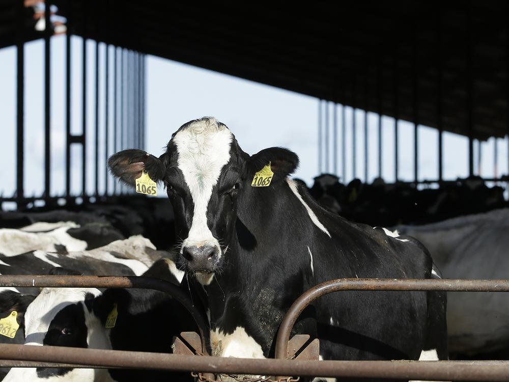 A farmworker was infected with bird flu from a dairy cow, the third human case in the recent outbreak.