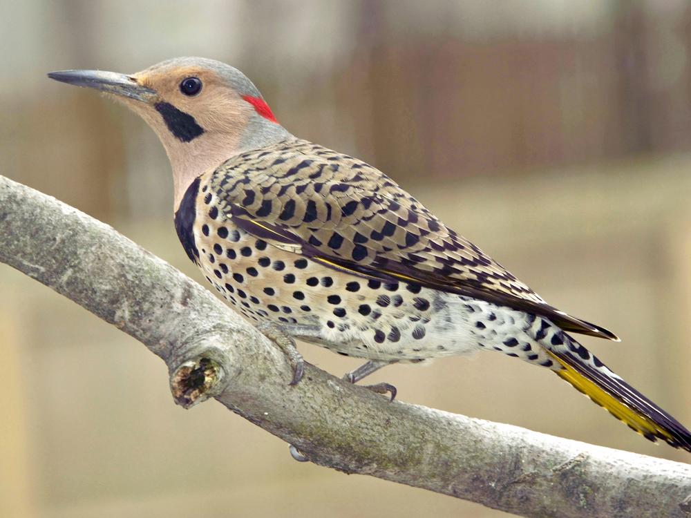 Woodpeckers are known for banging on wood, but some individuals living in urban environments also bang on metal. 
