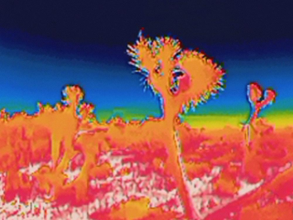 Here's the same landscape viewed through a thermal infrared camera. It captures a different part of the infrared spectrum from what Kildall is picking up with his sensor, but gives a sense of how these plants appear differently when viewed at different wavelengths of light.
