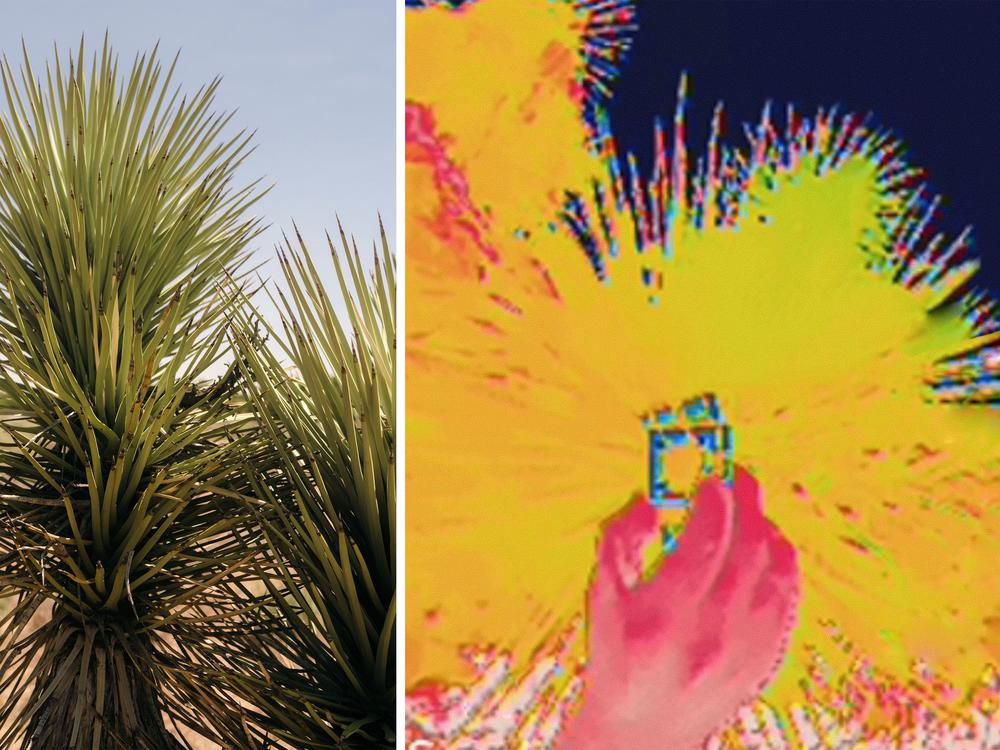 Left: A close up view of a Joshua tree. Right: A thermal infrared view of Kildall holding his device in front of a Joshua tree.