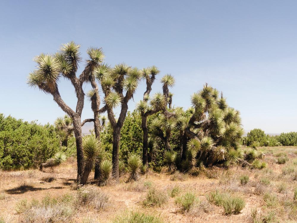 Spiky Joshua trees grow in Arthur B. Ripley Desert Woodland State Park, north of Los Angeles.