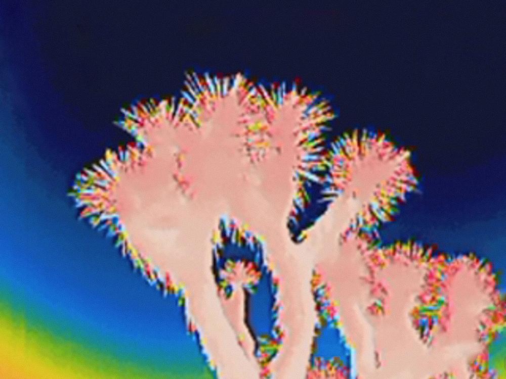 Joshua trees viewed through a thermal infrared camera.
