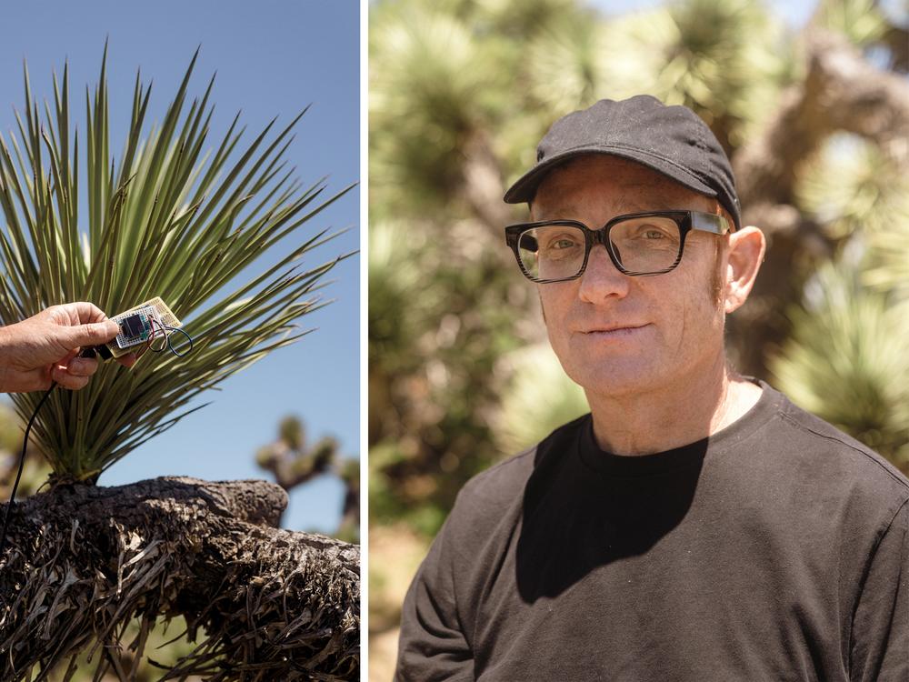 Kildall holds his device a few inches above a spiky Joshua tree to avoid getting pricked. 