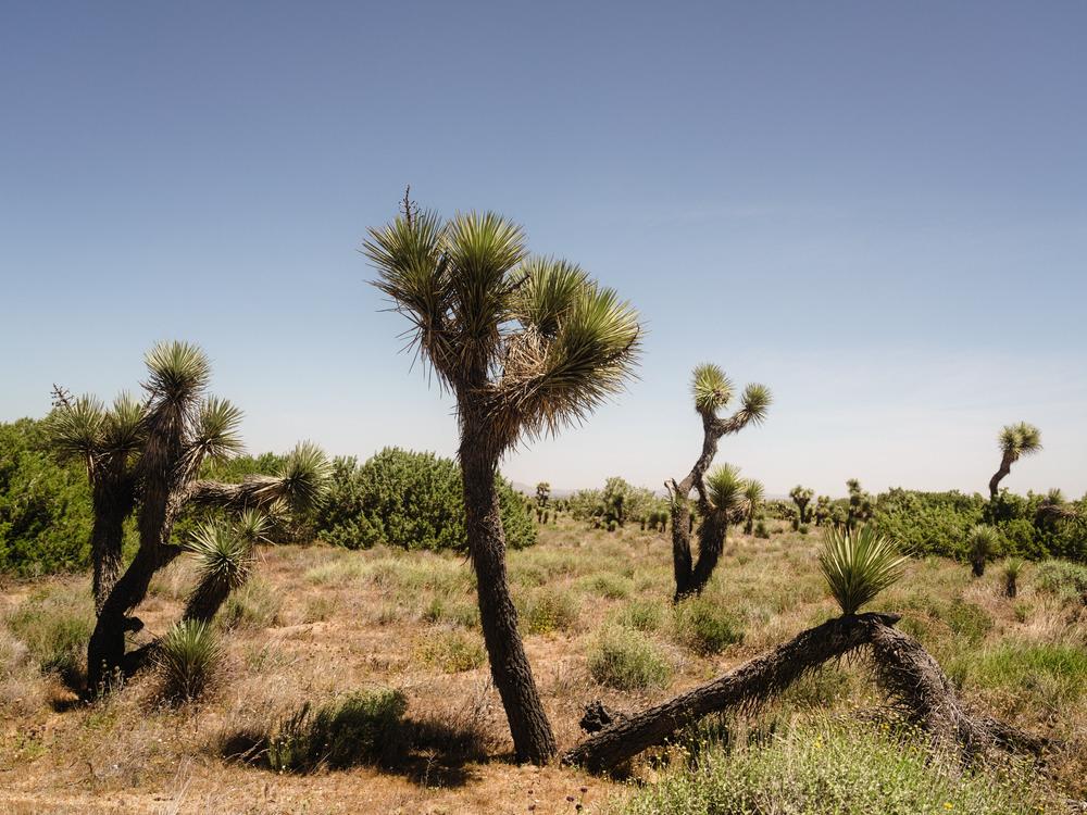 A view of Joshua trees at Arthur B. Ripley Desert Woodland State Park.
